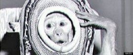 Albert II, a Monkey Who Went to Space Image