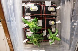 Astronauts Almost Killed Their First Flowers