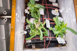 Astronauts Almost Killed Their First Flowers
