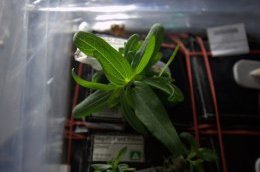 Astronauts Almost Killed Their First Flowers