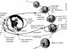 List of Apollo astronauts