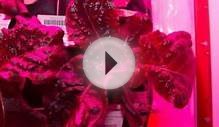 Astronauts to eat fresh food grown in space