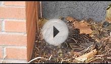 Roberta Bondar PS 2014 Ducks Mom On Her Eggs